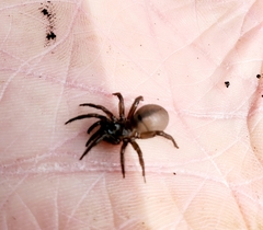 Antrodiaetus unicolor