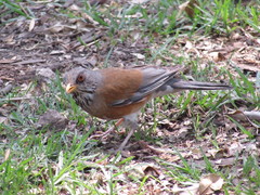 Turdus rufopalliatus