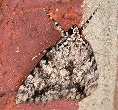 Catocala lineella
