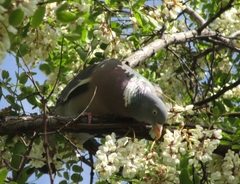 Columba palumbus