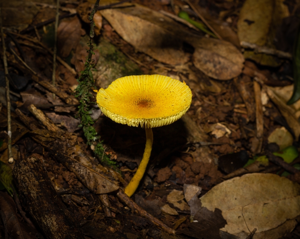 Leucocoprinus brunneoluteus · January 2021 · photo: © deniszabin (iNaturalist, cc-by)