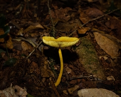 Leucocoprinus brunneoluteus