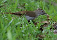 Malacopteron magnum saba