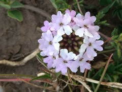 Glandularia parodii