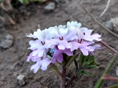 Glandularia parodii