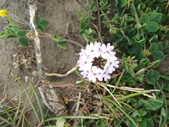 Glandularia parodii
