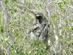 Bradypus variegatus tapajoensis