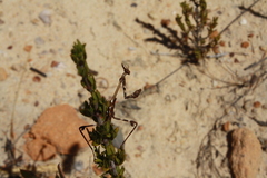 Empusa binotata