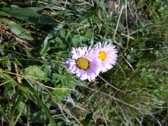 Erigeron caucasicus venustus