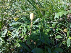 Fritillaria collina