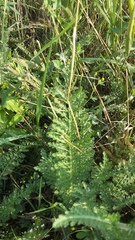 Achillea setacea