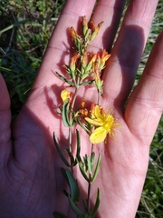 Hypericum linarioides