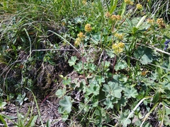 Alchemilla exsanguis