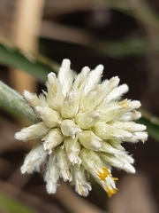Pfaffia gnaphalioides