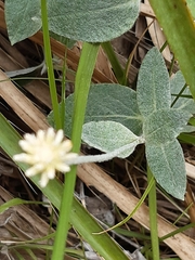 Pfaffia gnaphalioides