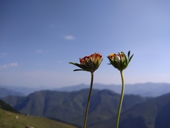 Anthyllis vulneraria boissieri