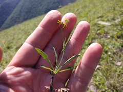 Bupleurum polyphyllum