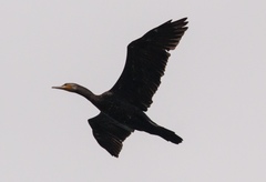 Phalacrocorax fuscicollis