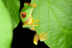Agalychnis taylori