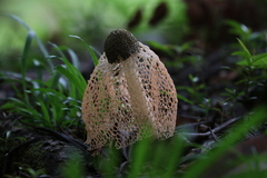 Phallus haitangensis