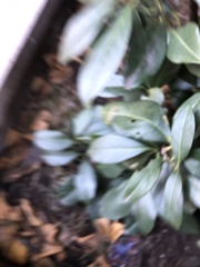 Wilsonomyces carpophilus