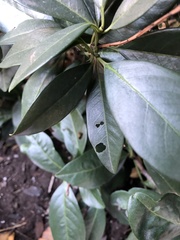 Wilsonomyces carpophilus