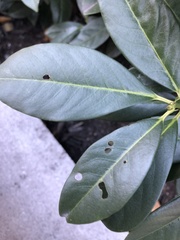 Wilsonomyces carpophilus