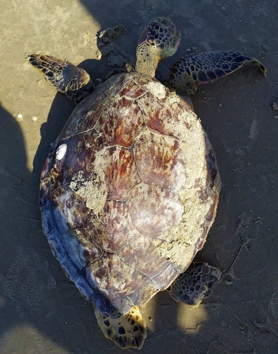 Green Sea Turtle