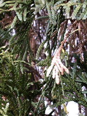 Pestalotiopsis funerea