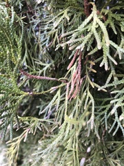 Pestalotiopsis funerea