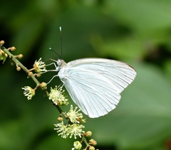 Ascia monuste automate