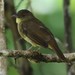 Finsch's Bulbul - Photo (c) Manuel Ruedi, some rights reserved (CC BY-NC), uploaded by Manuel Ruedi