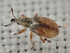 Malvapion malvae