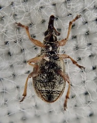 Malvapion malvae