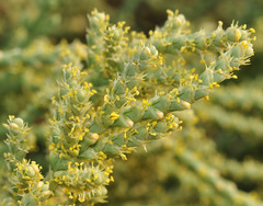 Anabasis articulata