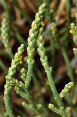 Anabasis articulata