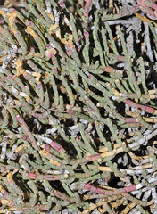 Anabasis articulata
