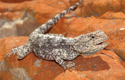Southern Rock Agama, photo 6 of 8