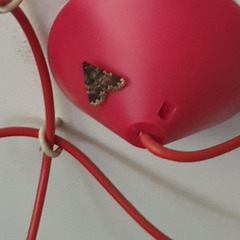 Mormoscopa sordescens