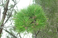 Pinus brutia pityusa
