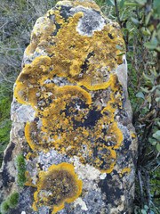 Variospora aurantia