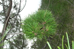 Pinus brutia pityusa