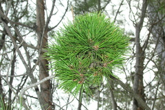 Pinus brutia pityusa
