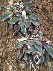 Limonium delicatulum