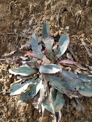 Limonium delicatulum