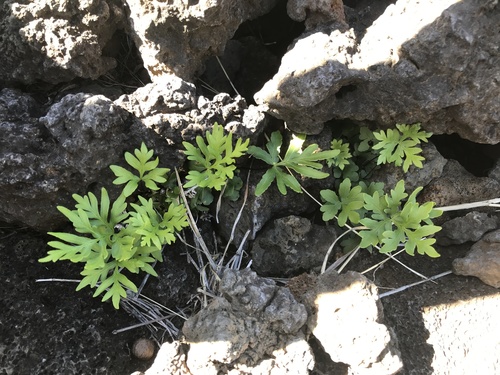 Doryopteris decipiens observed 2021-01-29