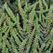 Glaucous Glasswort - Photo (c) faluke, some rights reserved (CC BY-NC), uploaded by faluke