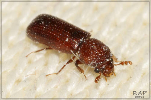 Lesser Grain Borer