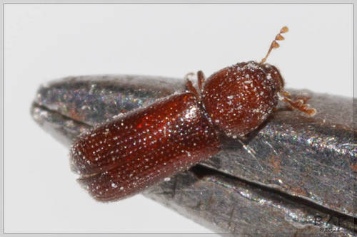 Lesser Grain Borer photo 5