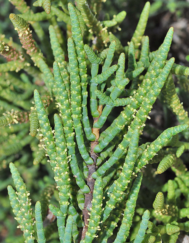 Salicornia